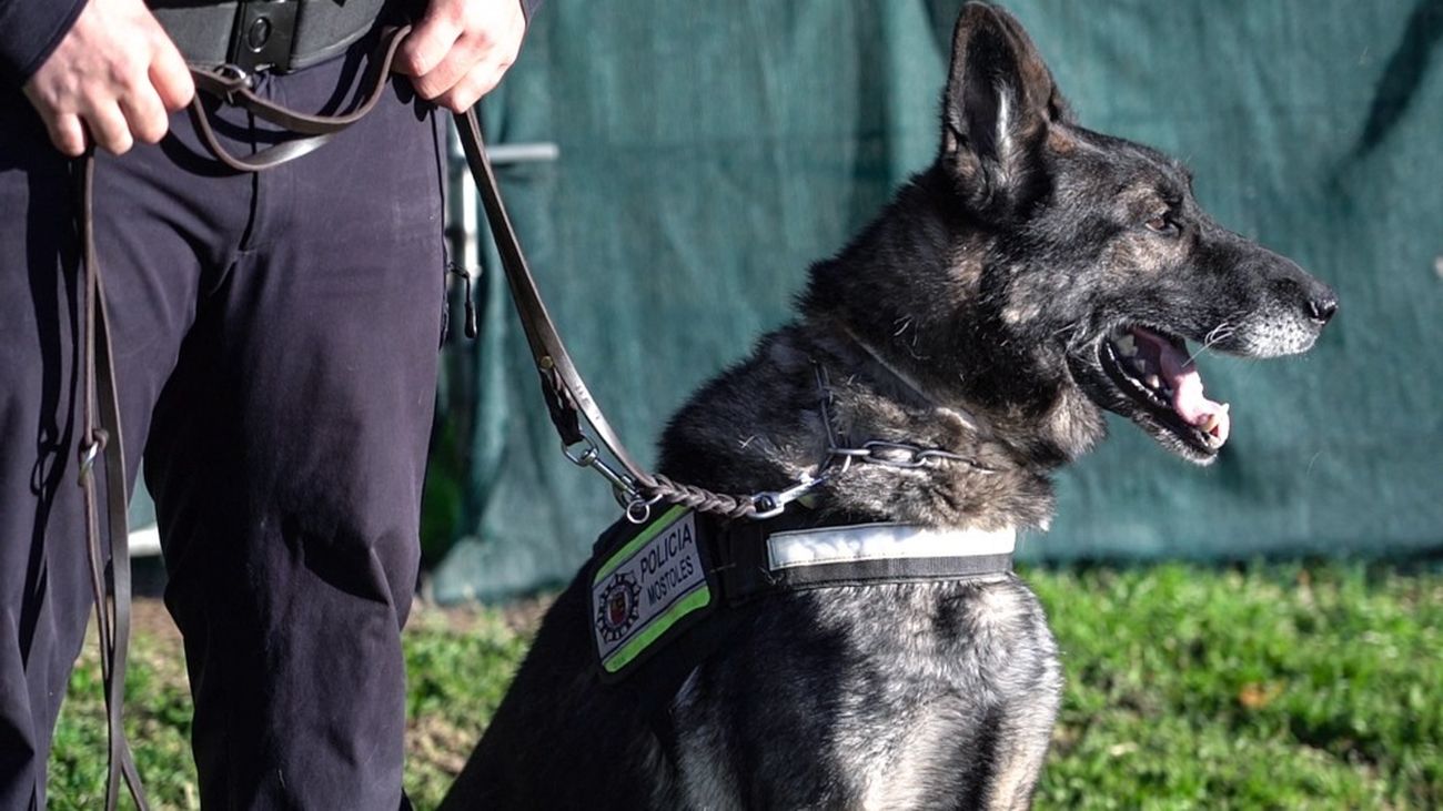 La Unidad Canina de la Policía de Móstoles cumple 25 años