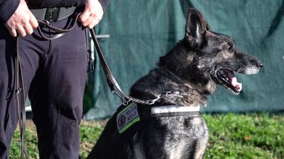 La Unidad Canina de la Policía de Móstoles cumple 25 años