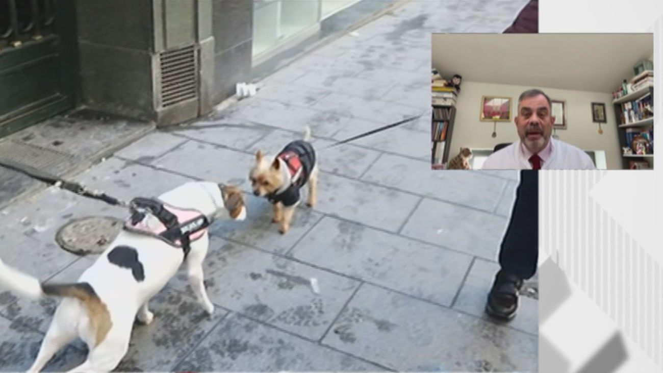 ¿Hay que hacer test y confinar a las mascotas por el coronavirus?