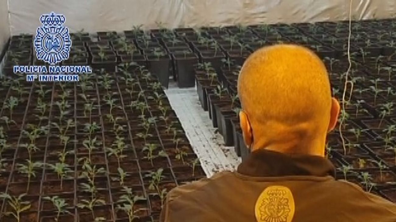 Desmantelan una plantación de marihuana oculta en un restaurante para bodas de Mejorada del Campo