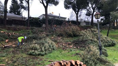 Arroyomolinos recupera las zonas de arbolado afectadas por el paso de Filomena
