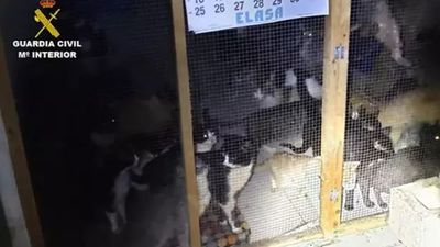 Intervenida en Arganda una protectora de animales con más de 50 gatos en un pésimo estado
