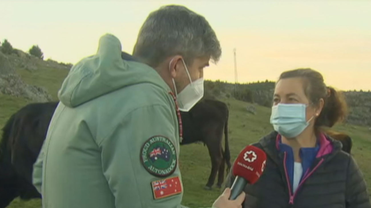 Los ganaderos madrileños denuncian 5.000 ataques de lobos y dicen que les perjudica la prohibición de cazarlos