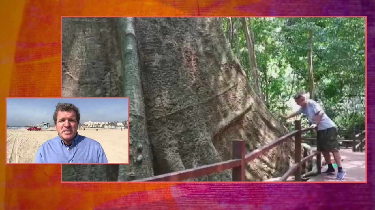 ¿Está relacionado el cambio climático con el coronavirus?