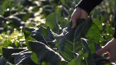 'Mi cámara y yo' dedica este lunes su programa a los alimentos de temporada