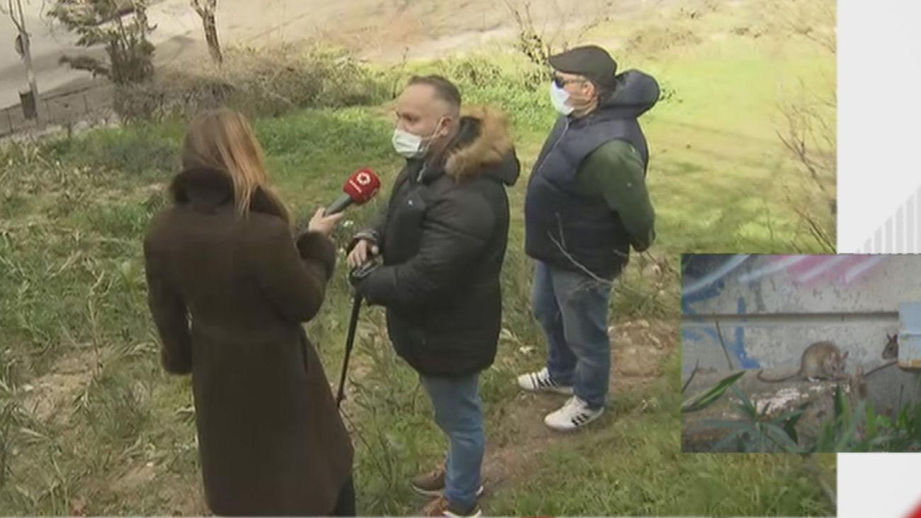 Denuncian que dan de comer pan y churros a las peligrosas ratas negras de Méndez Álvaro