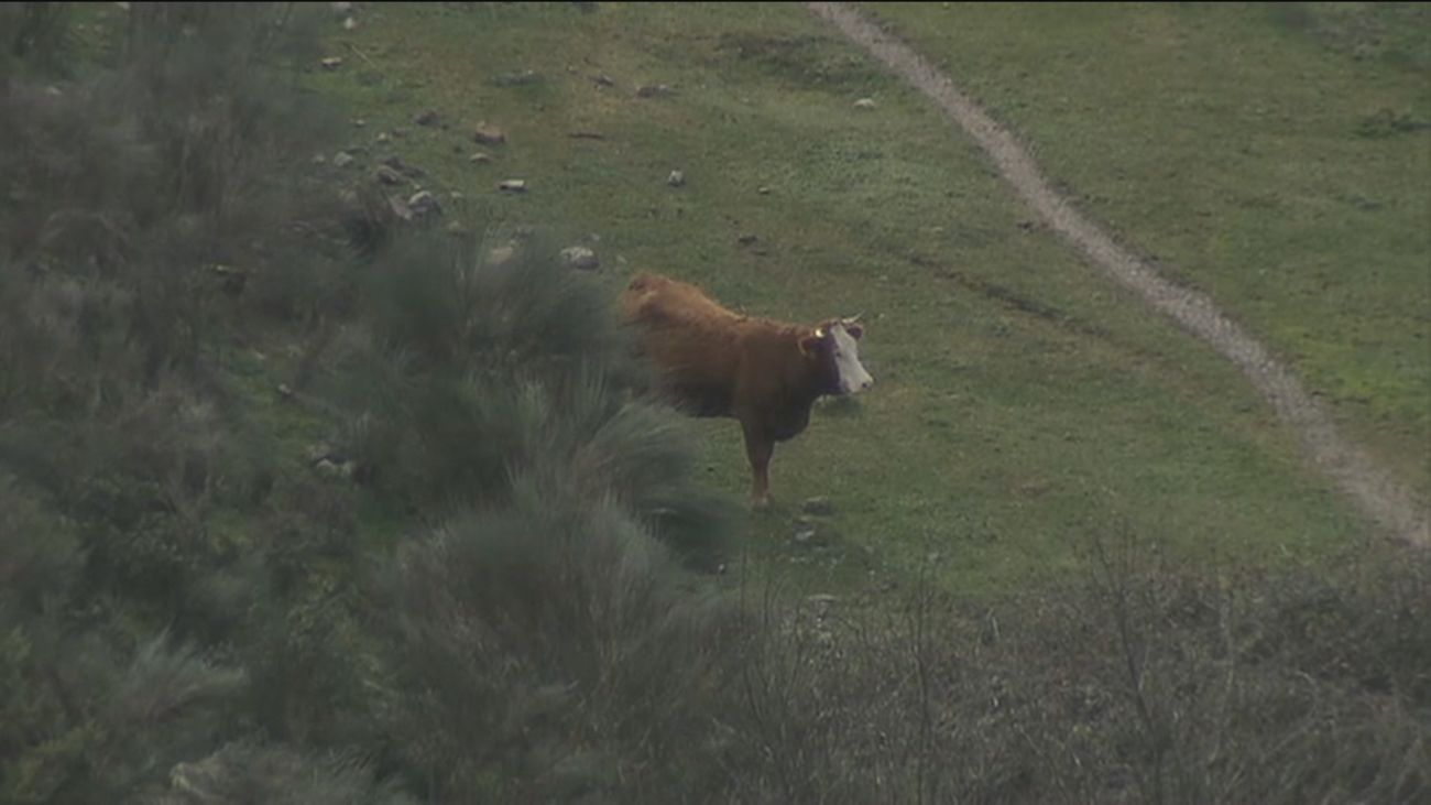 Un ganadero madrileño pide ayuda para que sus reses no mueran atrapadas