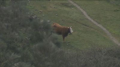 Un ganadero madrileño pide ayuda para que sus reses no mueran atrapadas