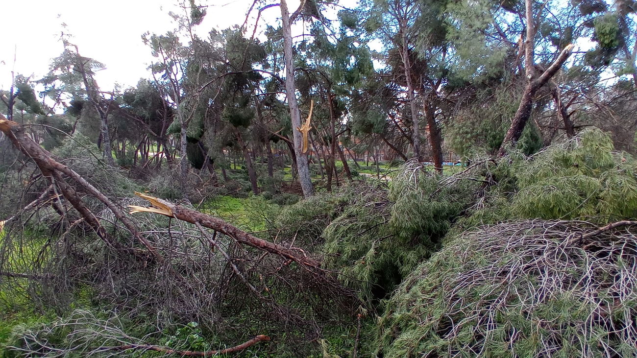 La reforestación de Madrid, prioridad del Ayuntamiento de la capital
