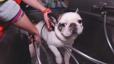 Una peluquería canina sobre ruedas en Madrid