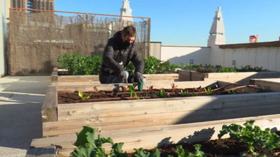 Un huerto urbano en lo más alto de un edificio bancario