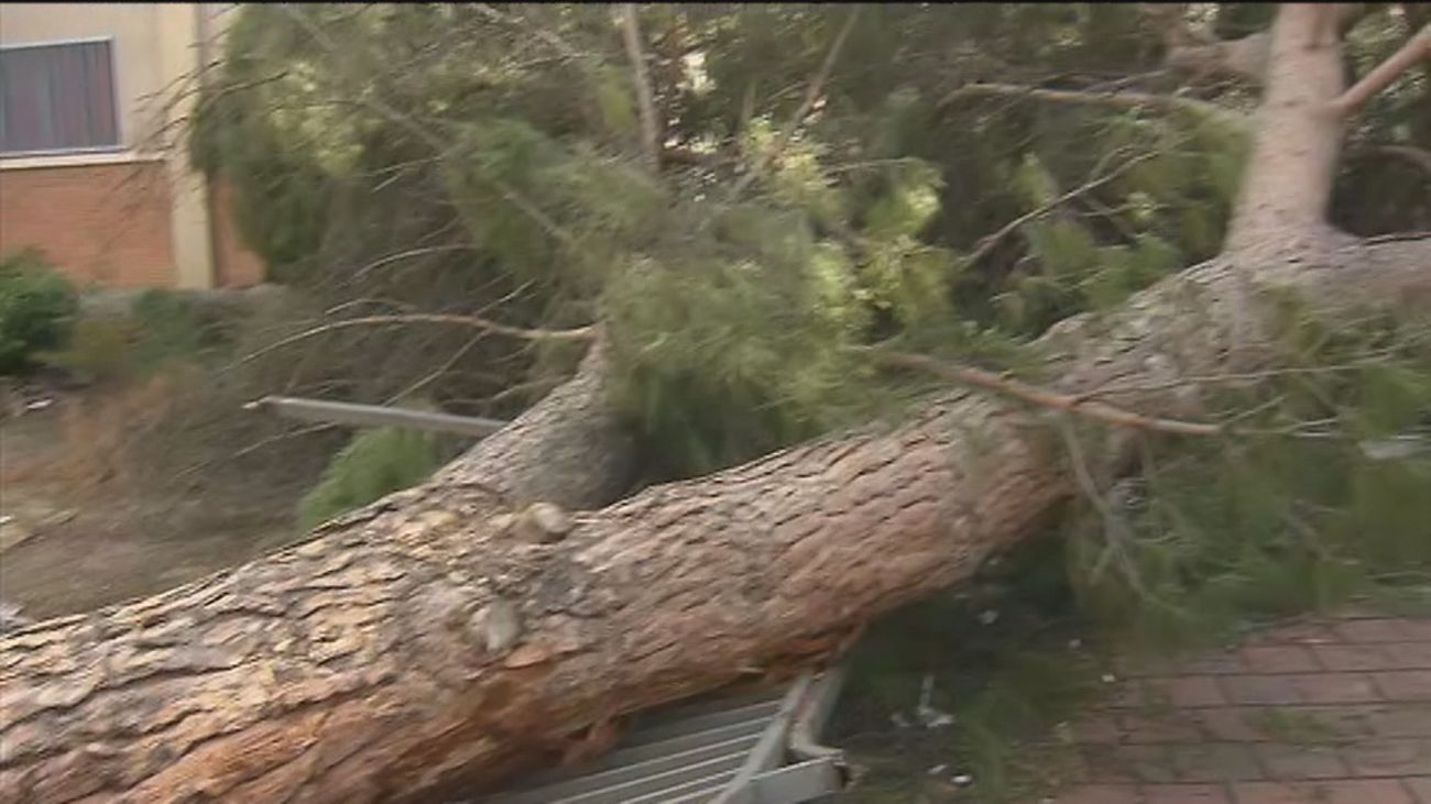 Más de un mes esperando a que recojan un pino caído en el barrio de San Cristóbal, en Villaverde