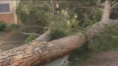 Más de un mes esperando a que recojan un pino caído en el barrio de San Cristóbal, en Villaverde