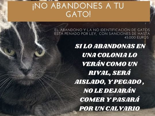Campaña del Ayuntamiento de Parla para prevenir el abandono de gatos / AYTO PARLA