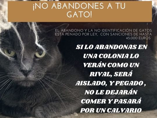 Campaña del Ayuntamiento de Parla para prevenir el abandono de gatos / AYTO PARLA