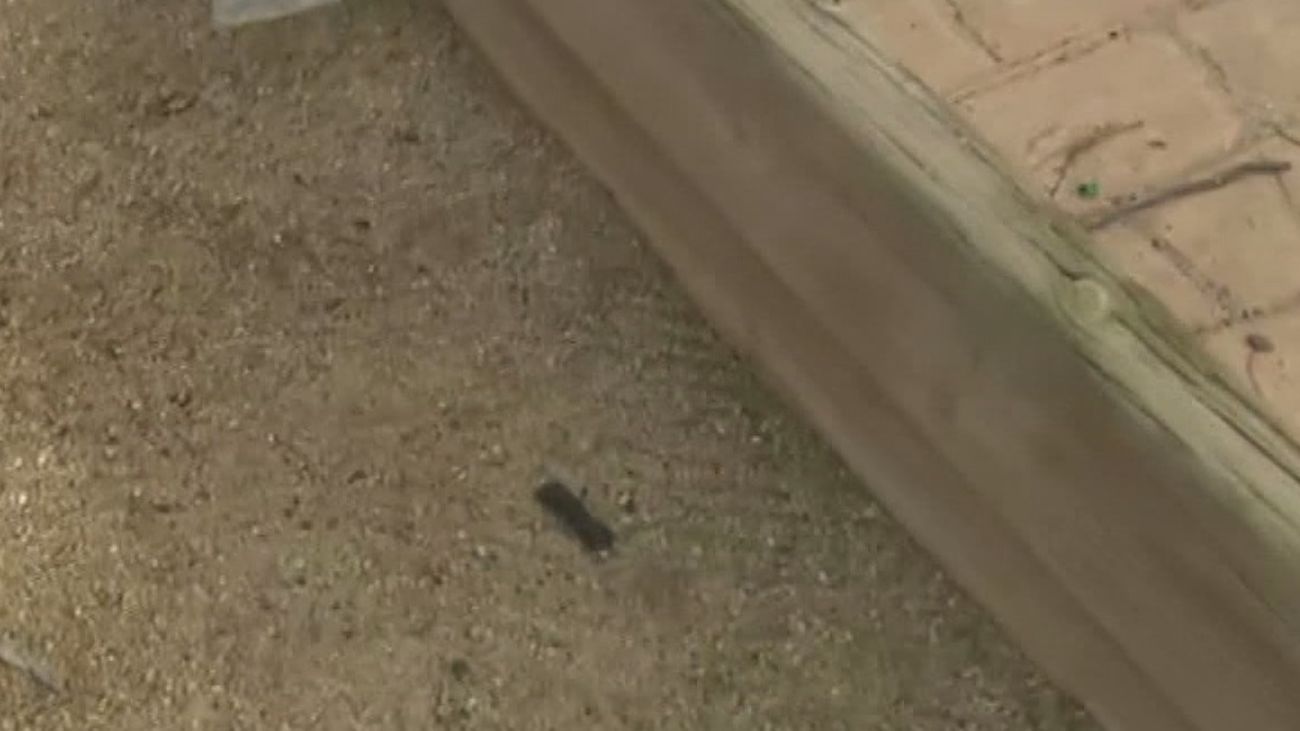 Vecinos de Colmenar denuncian que una pista de petanca está llena de heces de perro