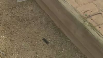 Vecinos de Colmenar denuncian que una pista de petanca está llena de heces de perro