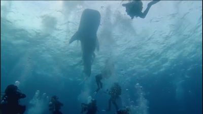 Unos buceadores españoles rescatan a un tiburón ballena enredado en una bolsa en Maldivas