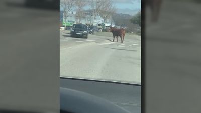 Un toro anda suelto por mitad del polígono industrial de Collado Villalba
