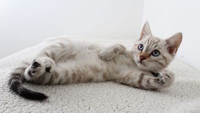 ¡Feliz Día Internacional del Gato!