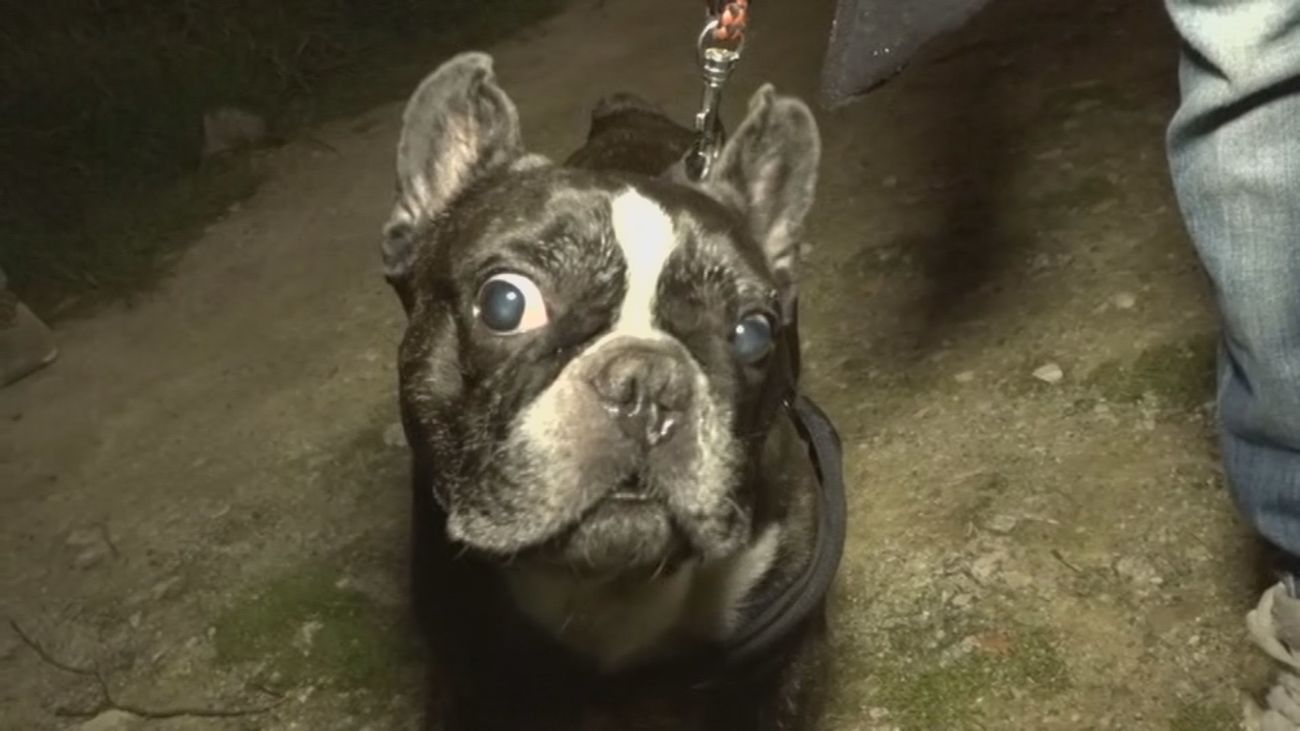 Perros envenenados en Villanueva del Pardillo