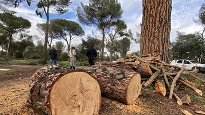 Los vecinos de Las Rozas podrán solicitar el servicio gratuito de recogida de grandes podas