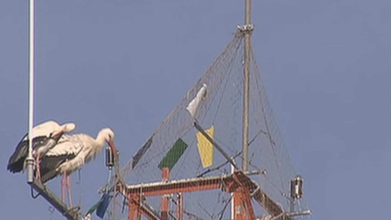 Parla pide a la Comunidad  que no retire un nido de cigüeñas en una antena