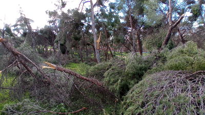 Alcorcón reabre más parques tras retirar los elementos inseguros creados por el paso de Filomena