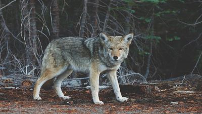 El lobo ibérico de la Sierra de Guadarrama