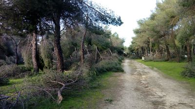 El Parque de Las Presillas de Alcorcón, pendiente de apertura por la acumulación de ramas caídas