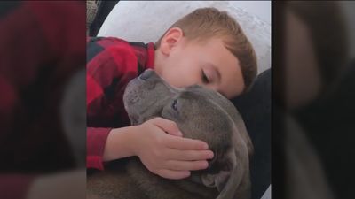 Este niño de 7 años le escribe una carta a su pitbull: "Eres muy especial para mí"