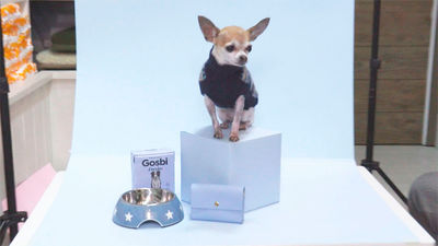 Pippa, una chihuahua influencer  'con pedigree'