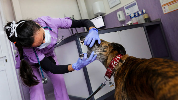 Los veterinarios se vacunan de la covid, pero ¿vacunarán?