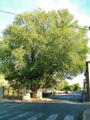 Olmo centenario de Nuevo Baztán / AYTO NUEVO BAZTAN