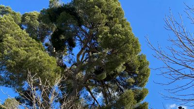 Nuevo Baztán, a la espera de que se valoren sus árboles singulares tras el paso de Filomena