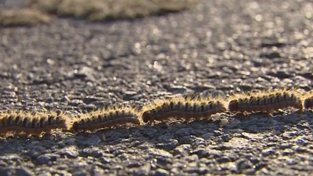 Campaña contra la procesionaria en los pinos del casco urbano de Sanse