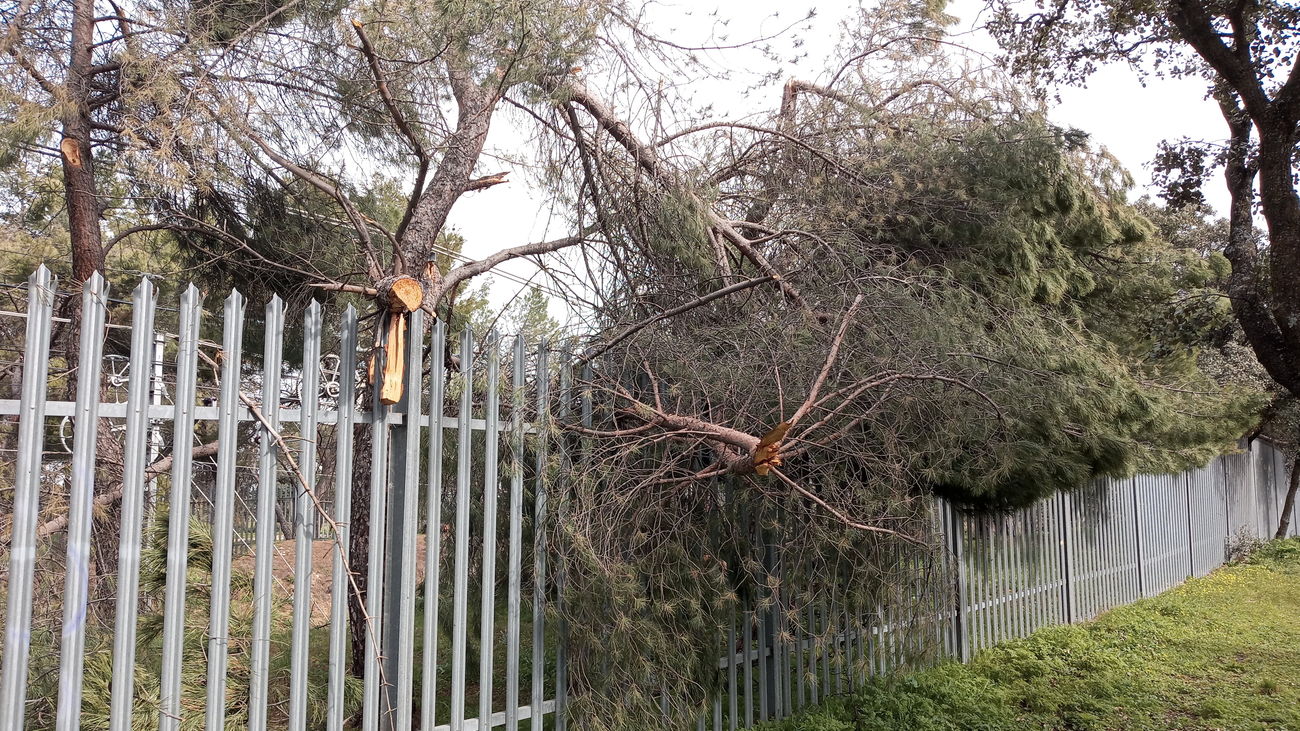 Se mantiene el riesgo de caída de ramas en el entorno de la Casa de Campo