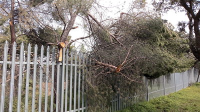 Se mantiene el riesgo de caída de ramas en el entorno de la Casa de Campo