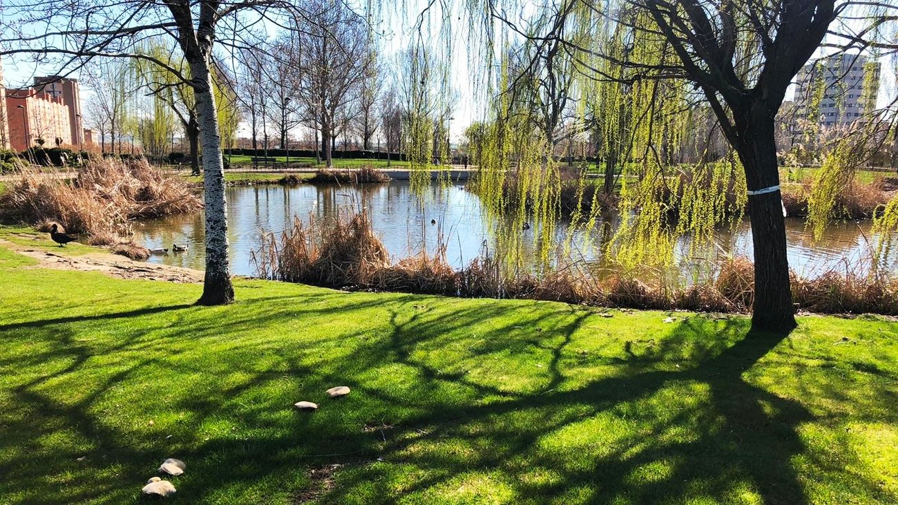 'Filomena' obliga a realizar podas en  más de 2.000 árboles afectados de Parla