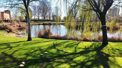 'Filomena' obliga a realizar podas en  más de 2.000 árboles afectados de Parla