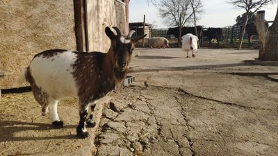 Así es el Santuario Vegan, un refugio que da una segunda oportunidad a los animales de granja maltratados
