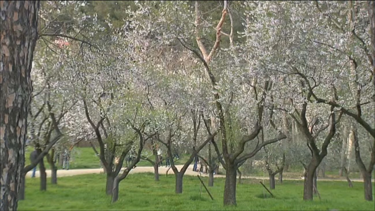 Los madrileños acuden al parque de la Quinta de los Molinos para ver los almendros en flor