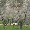 Los madrileños acuden al parque de la Quinta de los Molinos para ver los almendros en flor