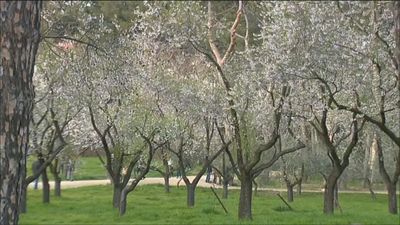 Los madrileños acuden al parque de la Quinta de los Molinos para ver los almendros en flor