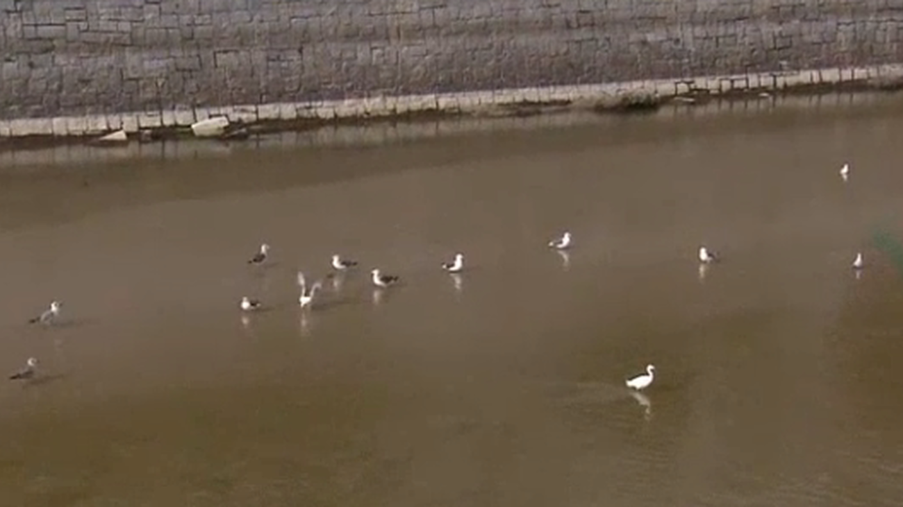 Cada vez más gaviotas deciden pasar el invierno en Madrid