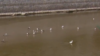 Cada vez más gaviotas deciden pasar el invierno en Madrid