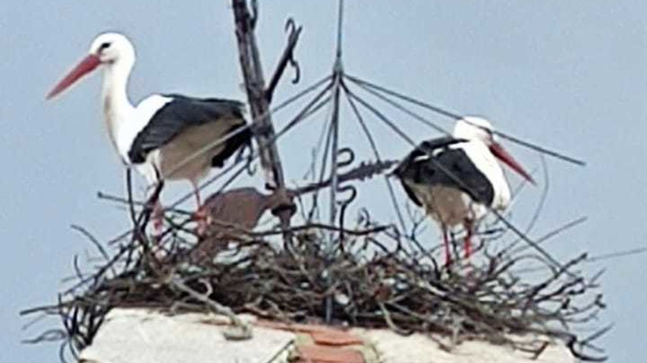 Una pareja de cigüeñas en la iglesia de Pinilla de Buitrago