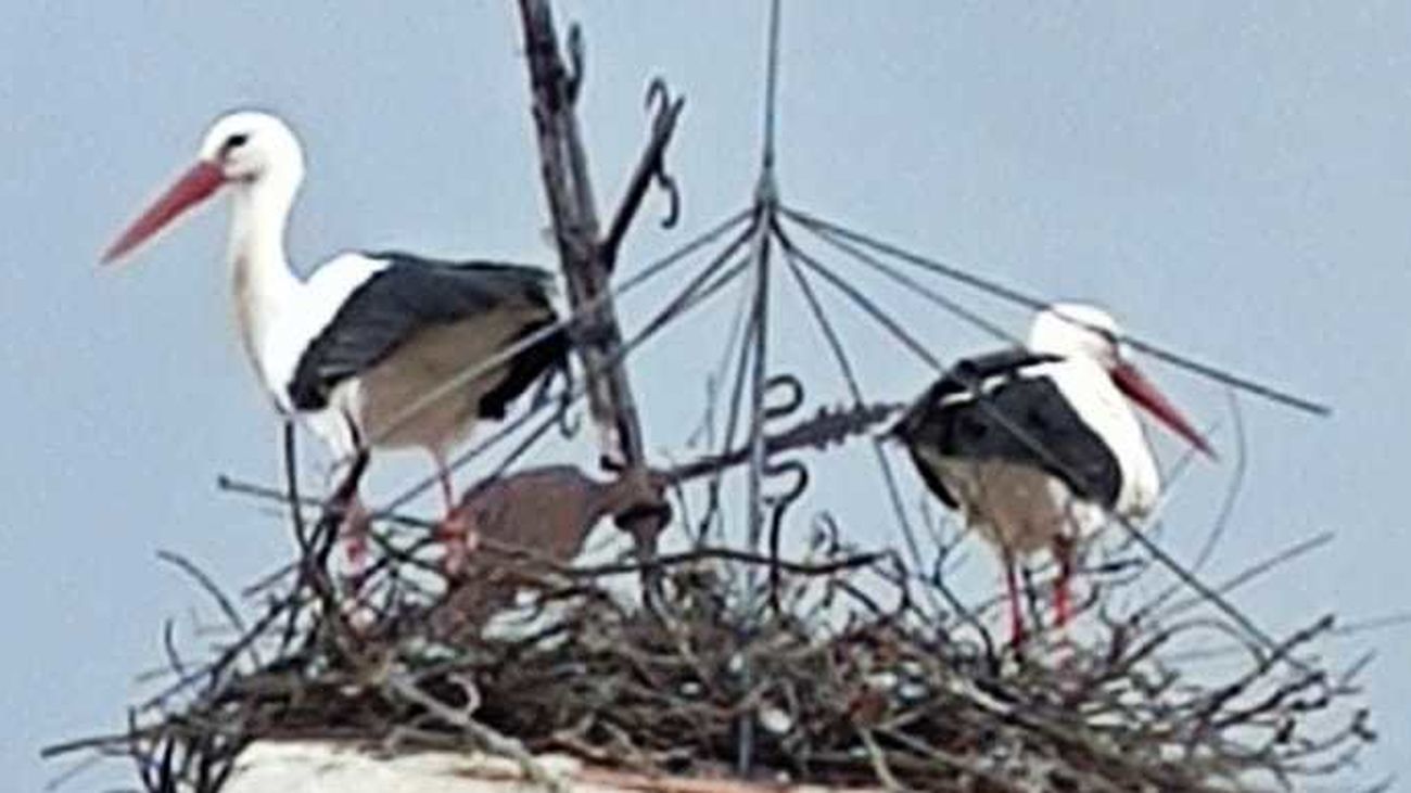 Una pareja de cigüeñas 'se rebela' y reconstruye el nido de la polémica en la iglesia de Pinilla de Buitrago