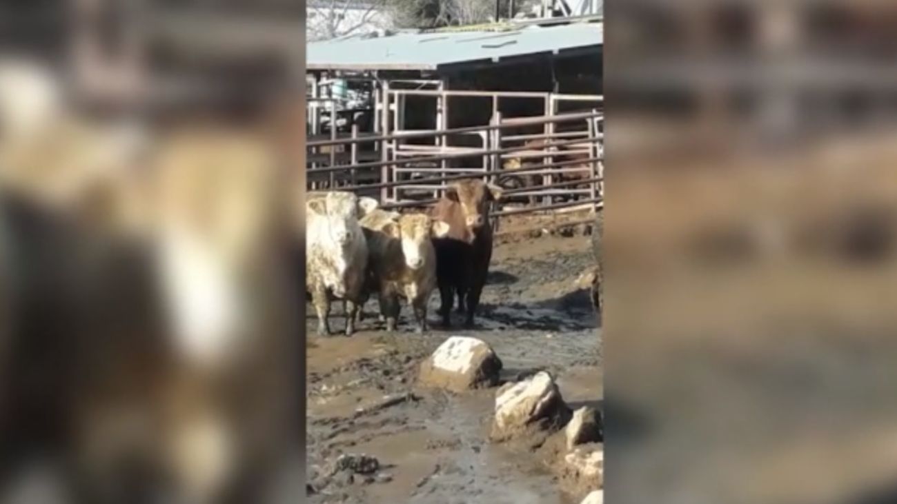 Ecologistas en Acción denuncia una explotación ganadera con terneros hacinados en Becerril de la Sierra