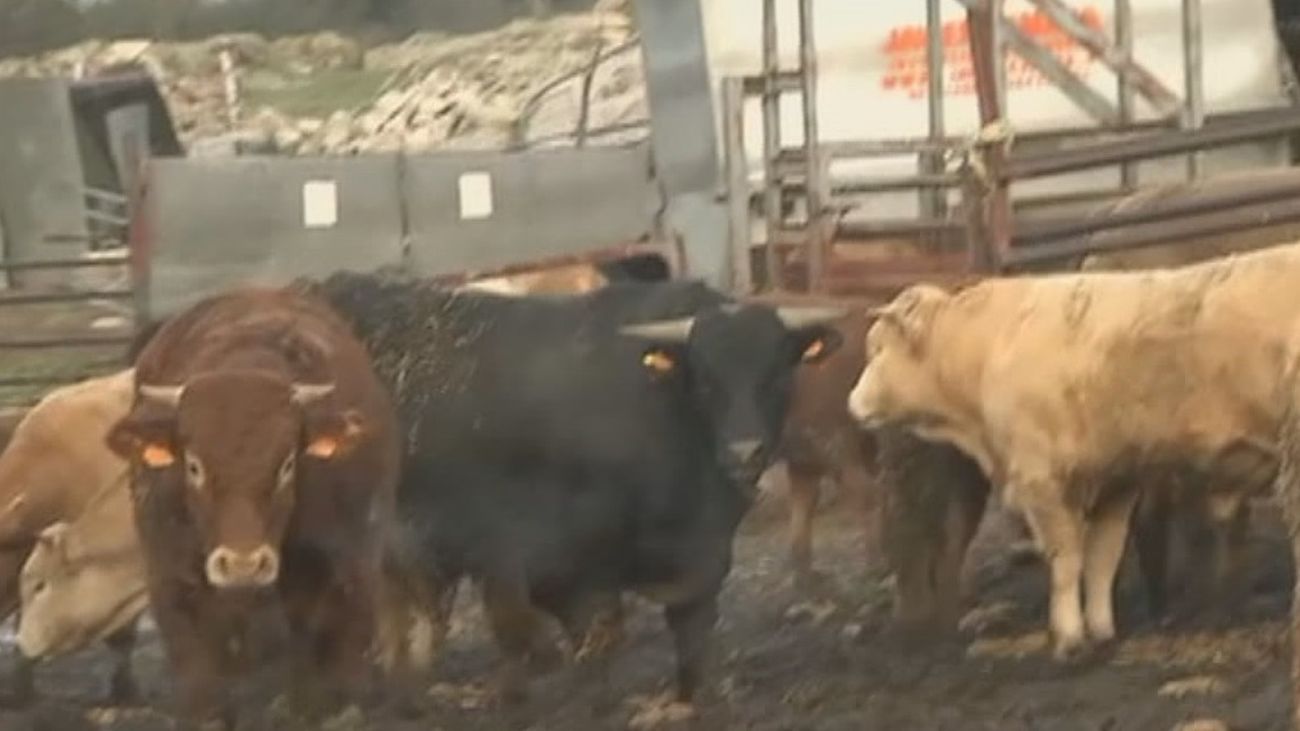 Visitamos la explotación denunciada por ecologistas y ganaderos en Becerril de la Sierra